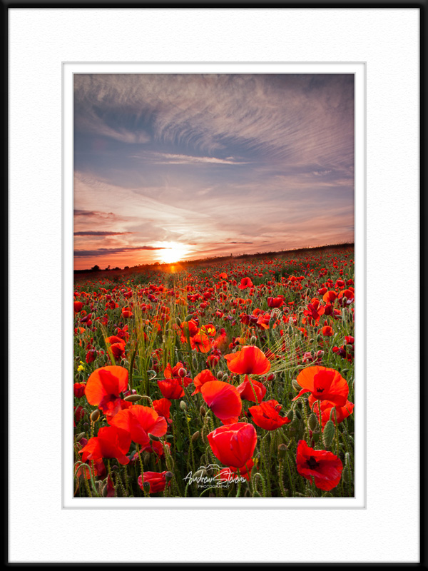 a blooming lovely evening